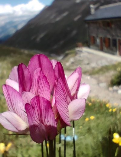 Tour du Mont Blanc